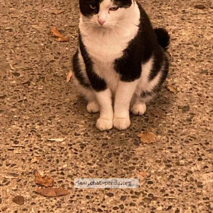 Foto 1/1 Arthur Chat perdido en Tournefeuille