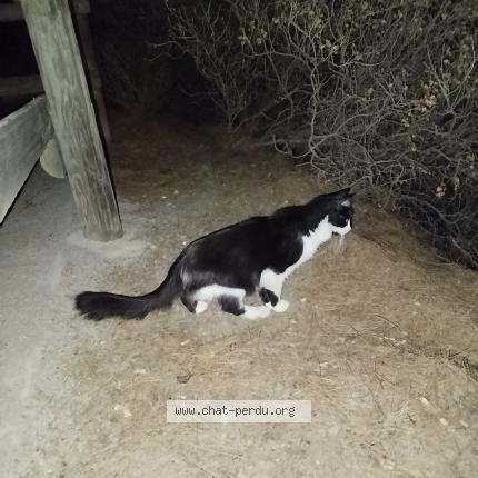 Foto 1/1 Gato encontrado Encontrado en Banyuls sur mer