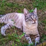 Foto del gato perdido en Pont Saint Martin Viais