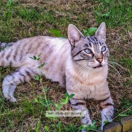 Foto 1/1 Skali Chat perdido en Pont saint martin viais