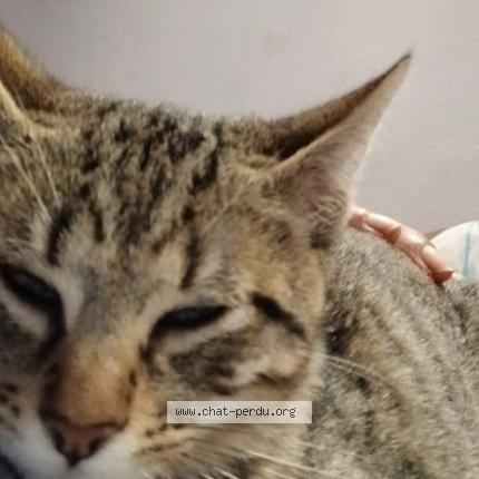 Foto 1/5 Storm Chat perdido en Franconville