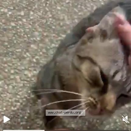 Foto 2/5 Storm Chat perdido en Franconville