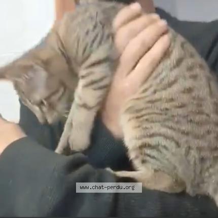 Foto 3/5 Storm Chat perdido en Franconville