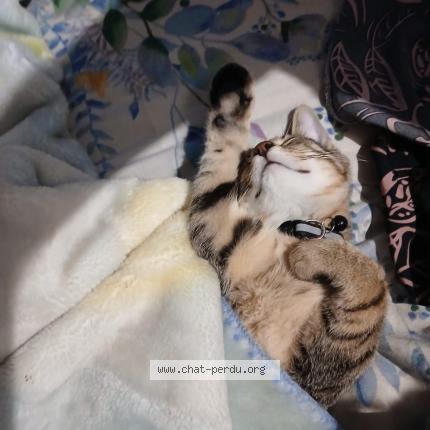 Foto 4/5 Storm Chat perdido en Franconville