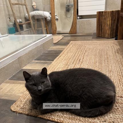 Foto 1/1 Coco Chat perdido en Saint martin des besaces