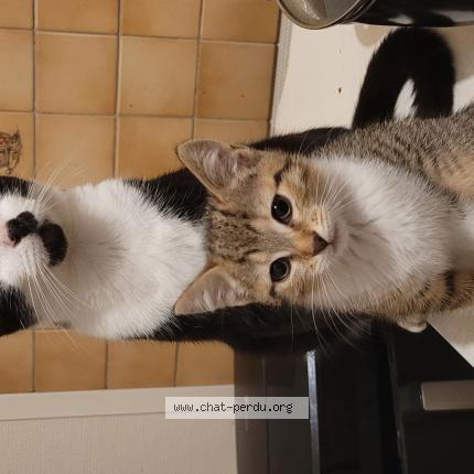 Foto 1/1 Hit Chat perdido en Picauville