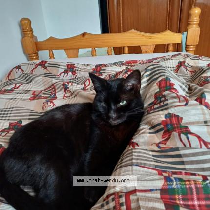 Foto 1/1 Bibisse Chat perdido en Tremblay en france