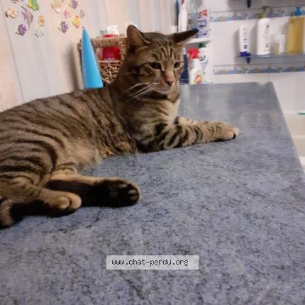 Foto 1/1 Cooky Chat perdido en Azay sur cher