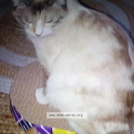 Foto 1/1 Vany Chat perdido en Charvieu chavagnieux