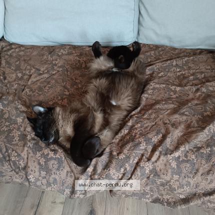 Foto 1/1 Malt Chat perdido en Fontaine sous preaux