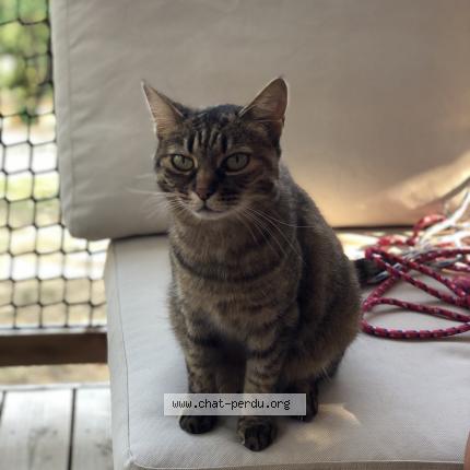 Foto 1/1 Gato encontrado Encontrado en La roque sur ceze