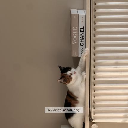 Foto 1/1 Popcorn Chat perdido en Paris