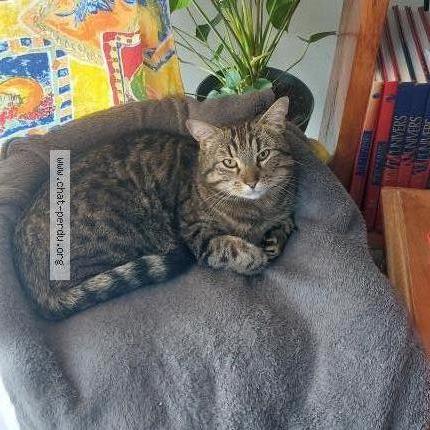 Foto 1/1 RUBY Chat perdido en Pont l abbe d arnoult