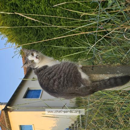 Foto 1/1 Calinette Chat perdido en Noyers sur cher