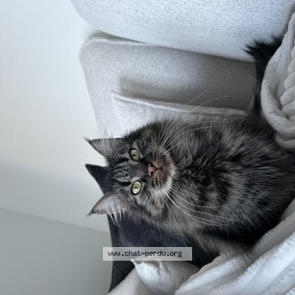 Foto 1/1 Taiko Chat perdido en Oberschaeffolsheim