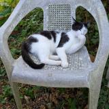 Foto del gato perdido en Puy Leveque