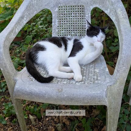 Foto 1/1 catchat Chat perdido en Puy leveque