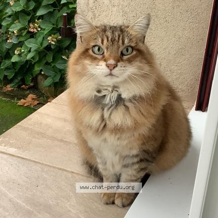 Foto 1/1 Léa Chat perdido en Castelmoron sur lot