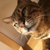 Foto del gato perdido en Noiseau