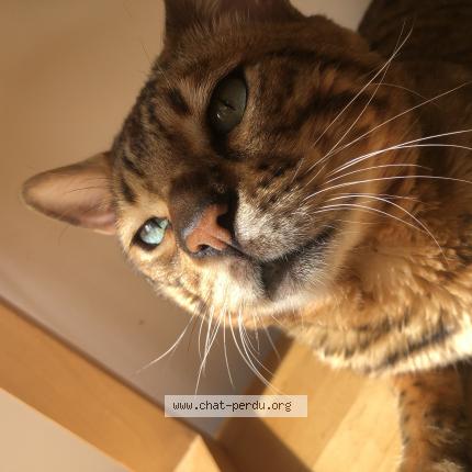 Foto 1/1 Ko Chat perdido en Noiseau