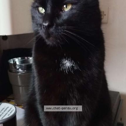 Foto 1/1 P&eacute;p&eacute; Chat perdido en Criquebeuf en caux