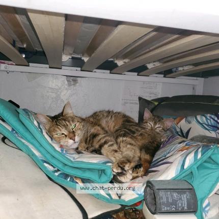 Foto 1/1 NALA Chat perdido en Paris