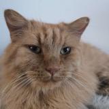 Foto del gato perdido en Mons En Baroeul