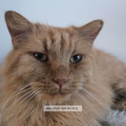 Foto 1/1 Garfield Chat perdido en Mons en baroeul