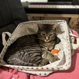 Foto del gato perdido en Isse