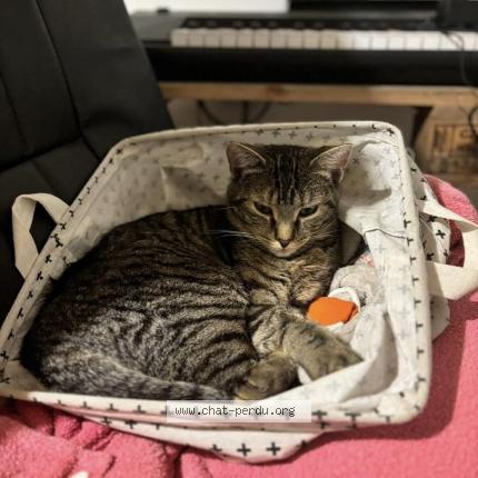 Foto 1/1 Blue Chat perdido en Isse