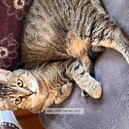 Foto 1/1 Gato encontrado Perdido en Parigny les veaux