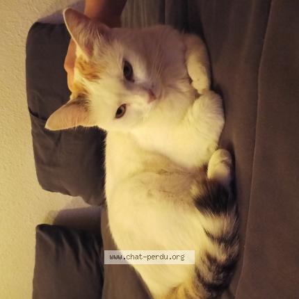 Foto 1/1 Kitou Chat perdido en Cap d agde