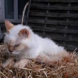 Foto del gato perdido en Jaunay Marigny