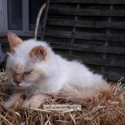 Foto 1/1 Gato encontrado Perdido en Jaunay marigny