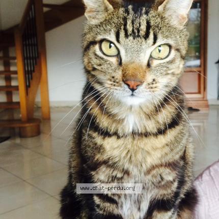 Foto 1/1 Grisouille Chat perdido en Saint germain au mont d or