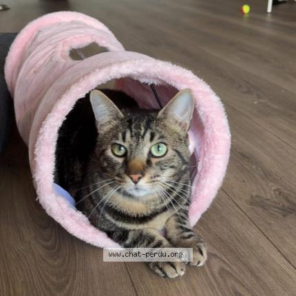 Foto 1/1 Eden Chat perdido en Halluin