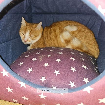 Foto 1/1 Ziggy Chat perdido en Les deserts