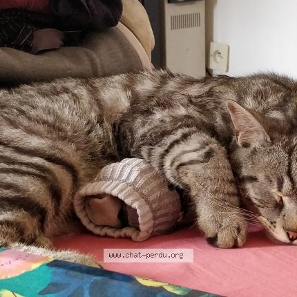 Foto 1/5 Grisou Chat perdido en Marcoussis