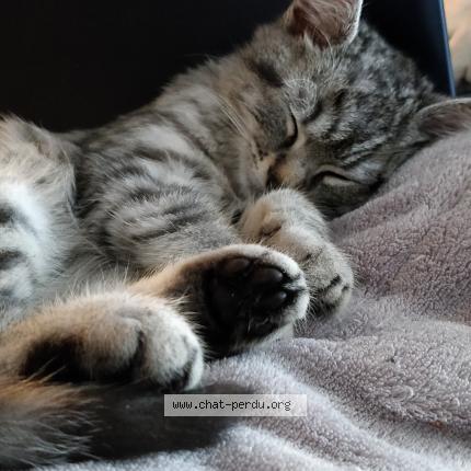 Foto 2/5 Grisou Chat perdido en Marcoussis