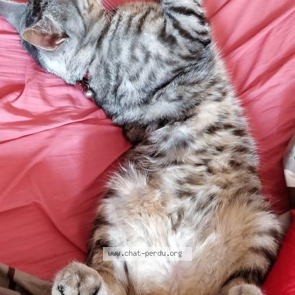 Foto 3/5 Grisou Chat perdido en Marcoussis