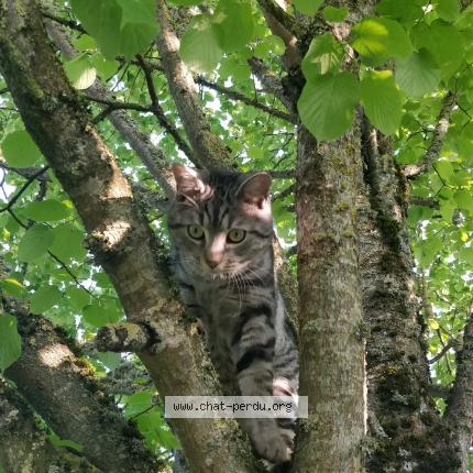 Foto 4/5 Grisou Chat perdido en Marcoussis