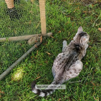 Foto 5/5 Grisou Chat perdido en Marcoussis