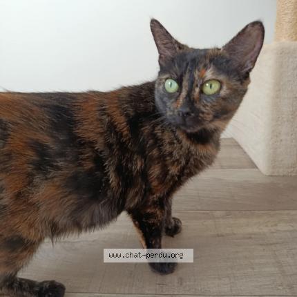 Foto 1/1 Suzanne Chat perdido en Brest