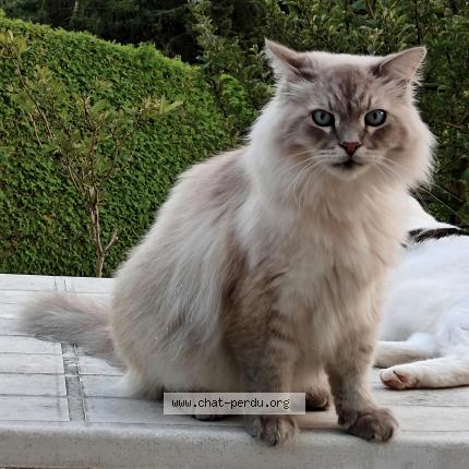 Foto 1/2 Wilson Chat perdido en Laveline devant bruyeres