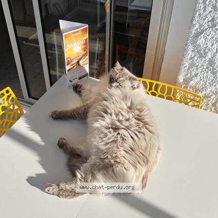 Foto 2/2 Wilson Chat perdido en Laveline devant bruyeres