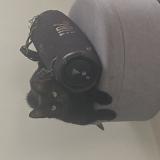 Foto del gato perdido en Lege Cap Ferret