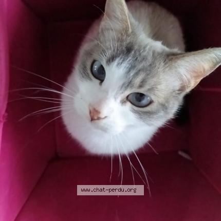 Foto 1/1 Kiara Chat perdido en Villecresnes