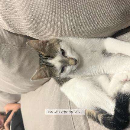 Foto 1/1 Gato encontrado Encontrado en Berat