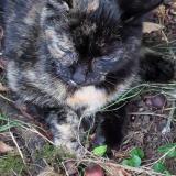 Foto de gato encontrado en Le Mans