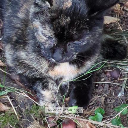 Foto 1/1 Gato encontrado Encontrado en Le mans